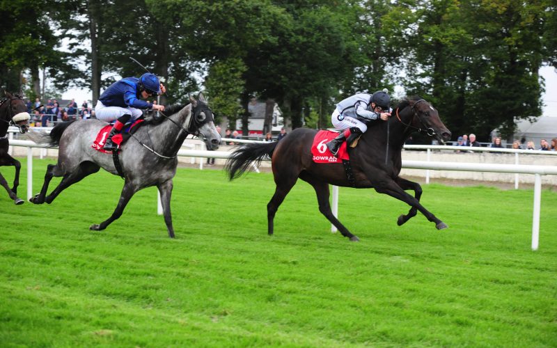 BIRDS OF PREY was sold after his second win and is in training with P. Nicholls