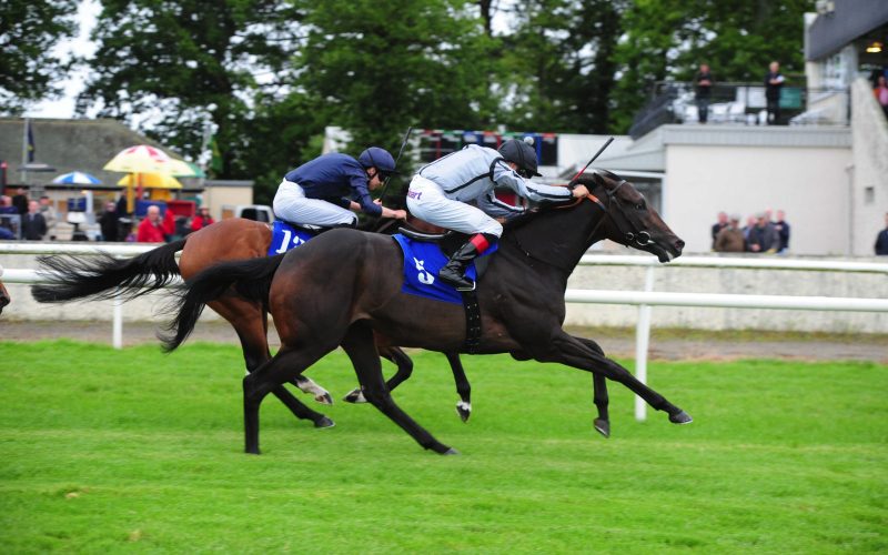 BIRDS OF PREY was sold after his second win and is in training with P. Nicholls