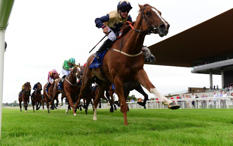 Agent Zigzag | 2 wins at Killarney and The Curragh, sold at Newmarket sales 2019.