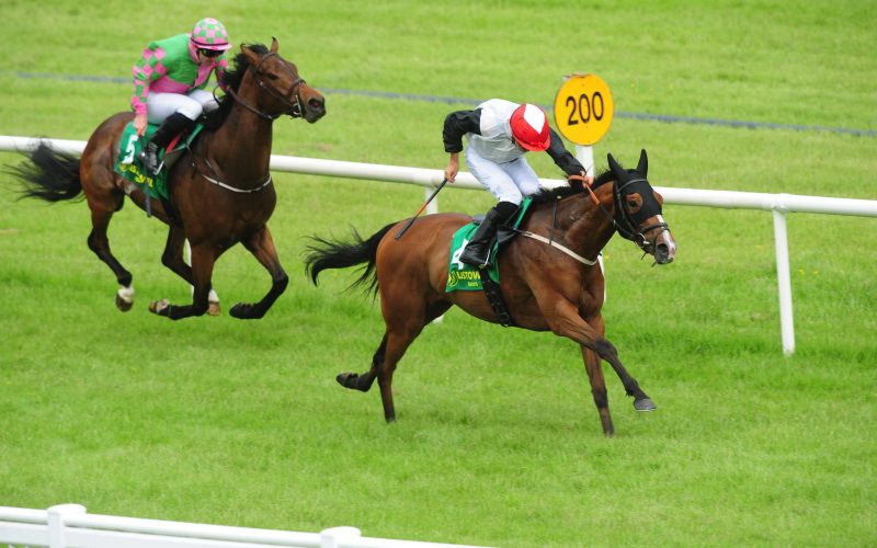 My Snowdrop | Won at Listowel, exported to Switzerland and has won there too.