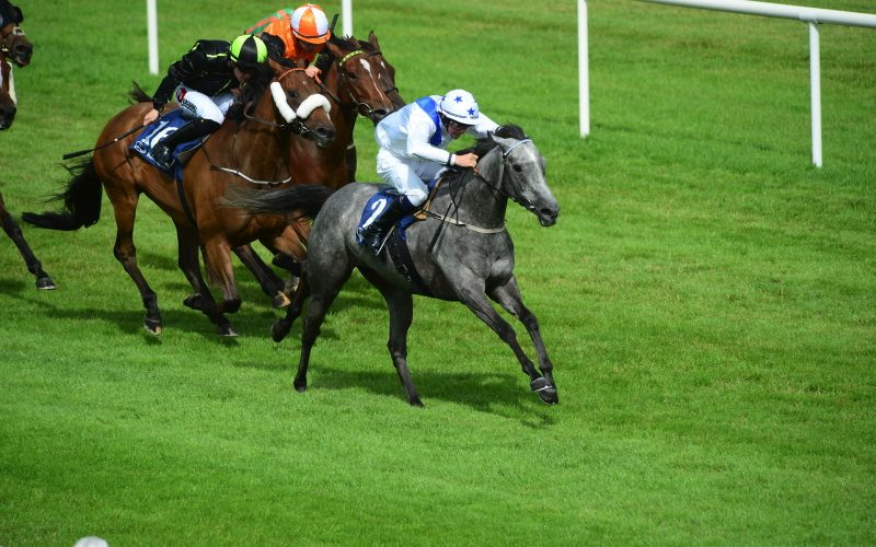 She’s My Dream | 2 wins at Naas and Fairyhouse and placed, retired to stud.
