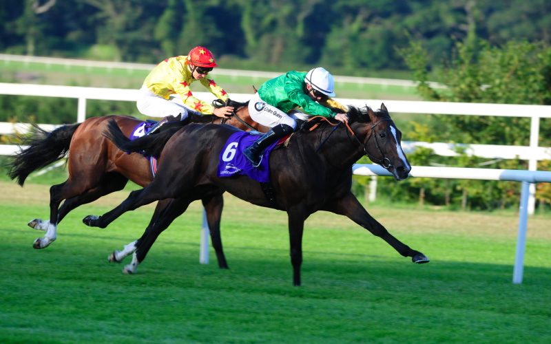 Waikuku | Winner at Leopardstown and sold to Hong Kong, went on to multiple wins in Hong Kong, including The Stewards Cup Gr 1 and The Jockey Club Mile Gr 2.