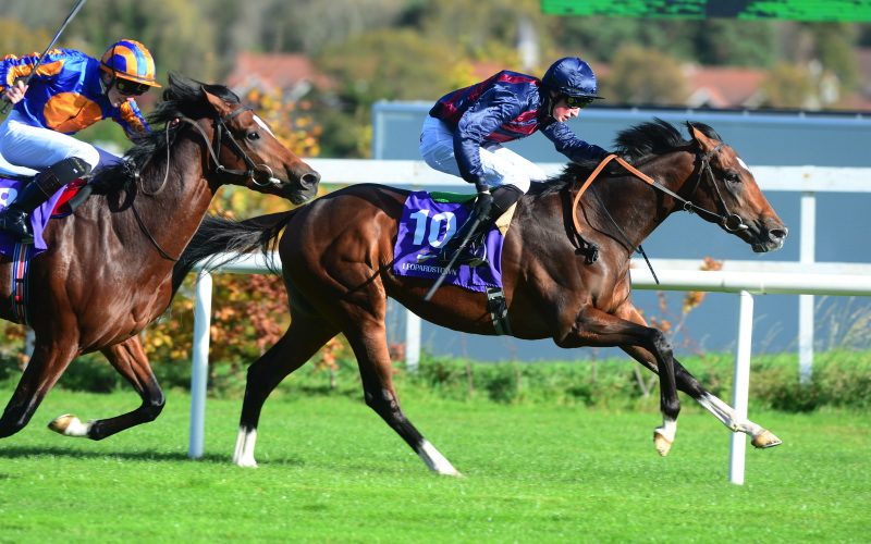 Manjeer | Winner at Leopardstown and sent to France.